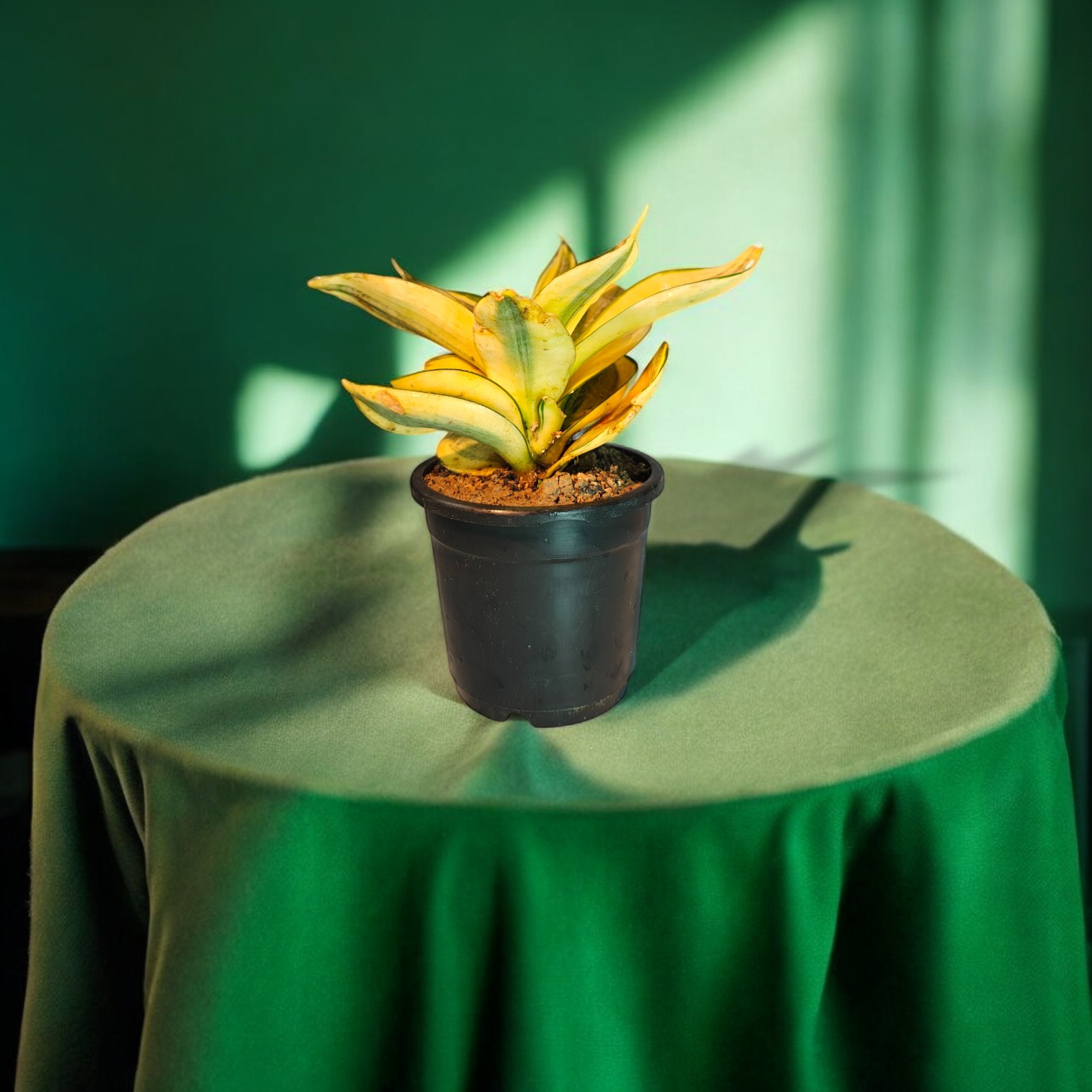 Snake Plant (Pure Golden Color) with Pot for Home and Office Decor 